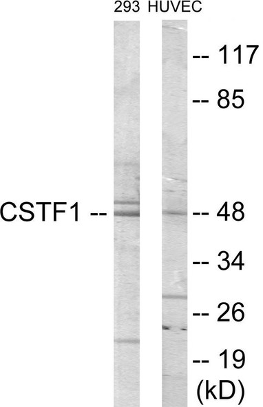 Epigenetics and Nuclear Signaling CSTF1 Colorimetric Cell-Based ELISA