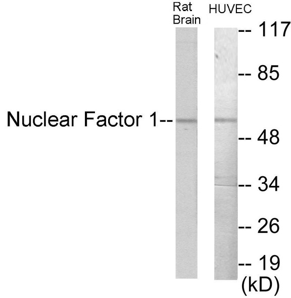Epigenetics and Nuclear Signaling Nuclear Factor 1 Colorimetric Cell-Based ELISA