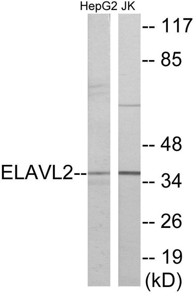 ELAVL2 Colorimetric Cell-Based ELISA