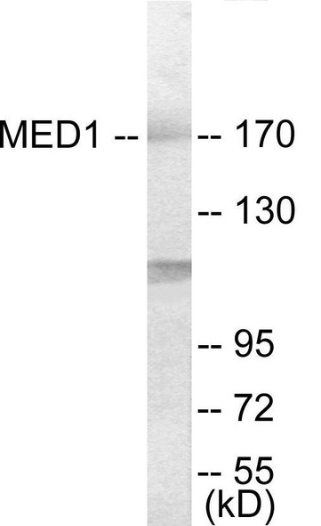 Epigenetics and Nuclear Signaling MED1 Colorimetric Cell-Based ELISA