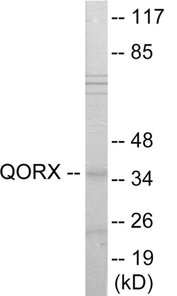 QORX Colorimetric Cell-Based ELISA