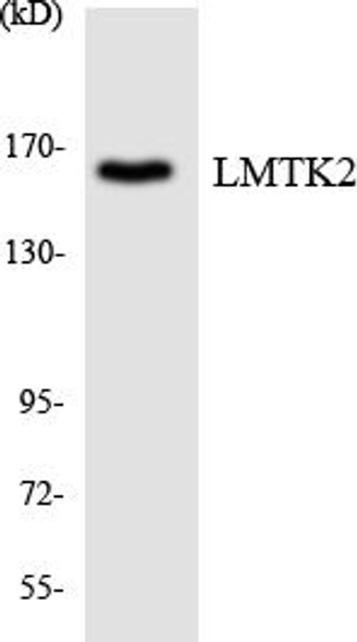 LMTK2 Colorimetric Cell-Based ELISA