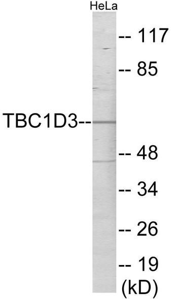 TBC1D3 Colorimetric Cell-Based ELISA