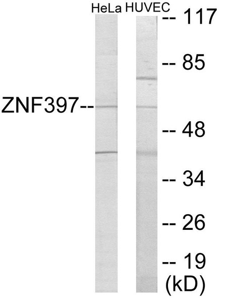 Epigenetics and Nuclear Signaling ZNF397 Colorimetric Cell-Based ELISA