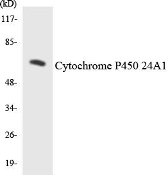 Cytochrome P450 24A1 Colorimetric Cell-Based ELISA