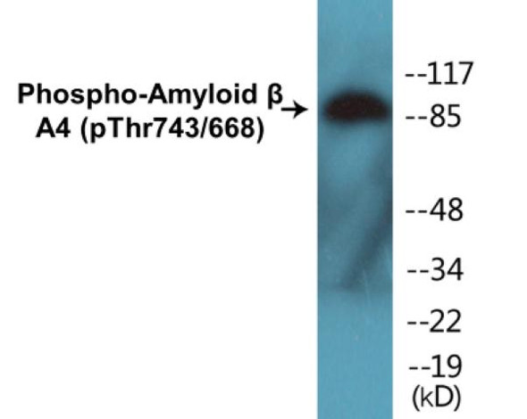 Amyloid beta A4 Phospho-Thr743/668 Colorimetric Cell-Based ELISA Kit