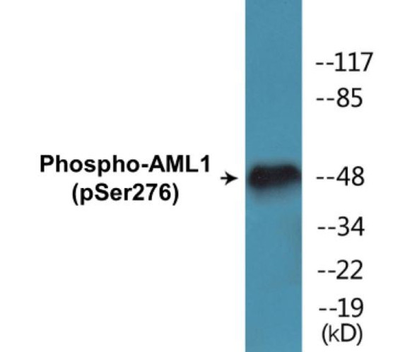 AML1 Phospho-Ser276 Colorimetric Cell-Based ELISA Kit