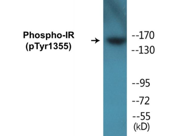 IR Phospho-Tyr1355 Colorimetric Cell-Based ELISA Kit