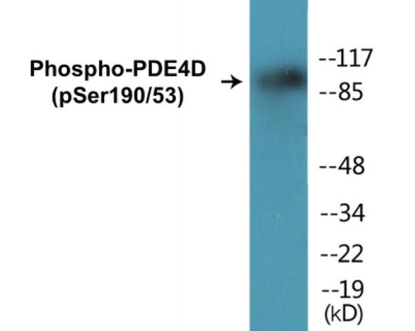 PDE4D Phospho-Ser190/53 Colorimetric Cell-Based ELISA Kit