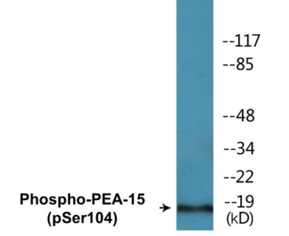 PEA-15 Phospho-Ser104 Colorimetric Cell-Based ELISA Kit