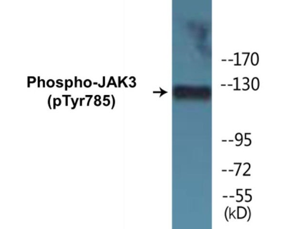 JAK3 Phospho-Tyr785 Colorimetric Cell-Based ELISA Kit