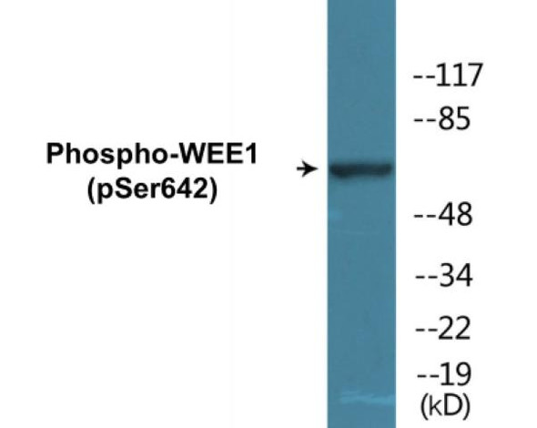 WEE1 Phospho-Ser642 Colorimetric Cell-Based ELISA Kit