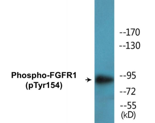 FGFR1 Phospho-Tyr154 Colorimetric Cell-Based ELISA Kit