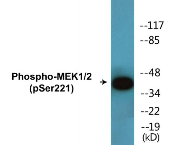 MEK1/2 Phospho-Ser221 Colorimetric Cell-Based ELISA Kit