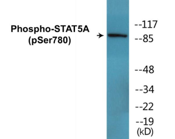 STAT5A Phospho-Ser780 Colorimetric Cell-Based ELISA Kit