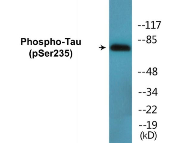 Tau Phospho-Ser235 Colorimetric Cell-Based ELISA Kit