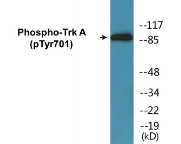 Trk A Phospho-Tyr701 Colorimetric Cell-Based ELISA Kit
