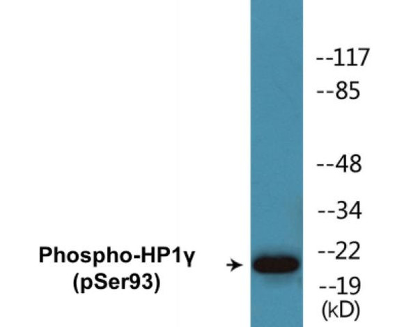 HP1gamma Phospho-Ser93 Colorimetric Cell-Based ELISA Kit