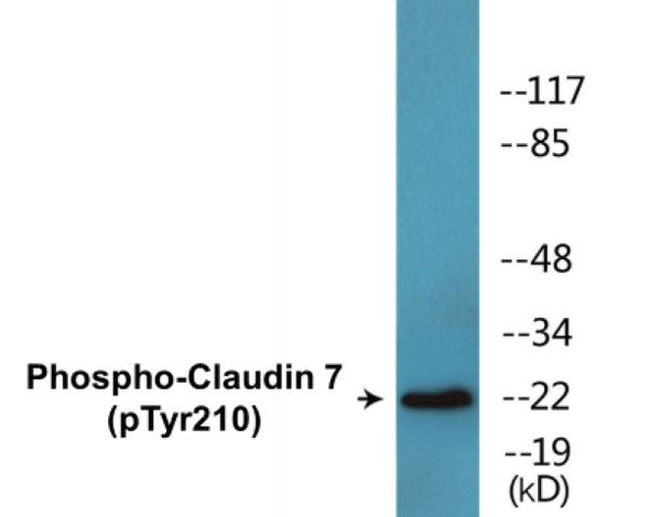 Claudin 7 Phospho-Tyr210 Colorimetric Cell-Based ELISA Kit