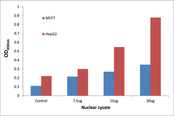 p53 Acetyl-Lys317 Transcription Factor Activity Assay