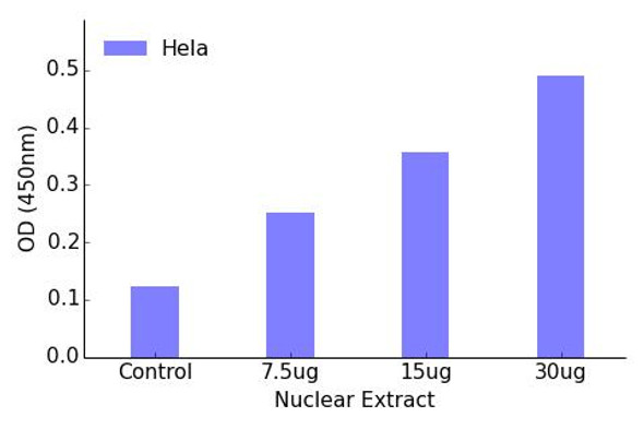 AFX Transcription Factor Activity Assay