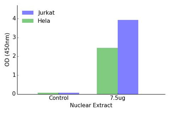 IRF2 Transcription Factor Activity Assay