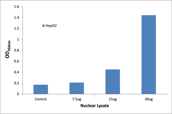 NF-kappaB p65 Transcription Factor Activity Assay