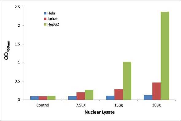 Smad1 Transcription Factor Activity Assay