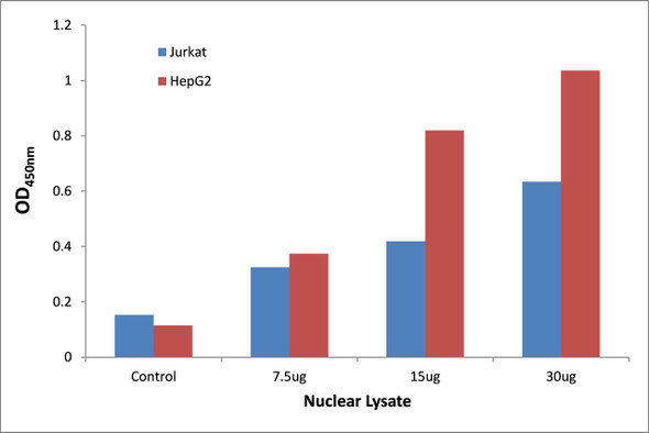 Smad2 Transcription Factor Activity Assay