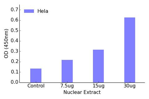 SRF Transcription Factor Activity Assay