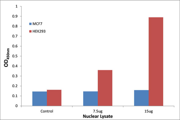 CEBPD/E Transcription Factor Activity Assay