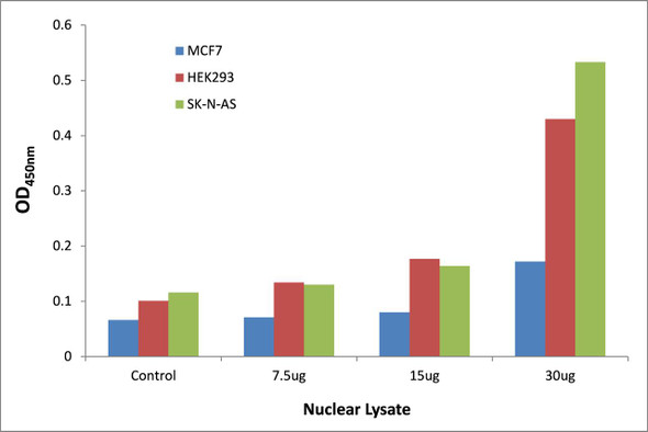 TCFL5 Transcription Factor Activity Assay