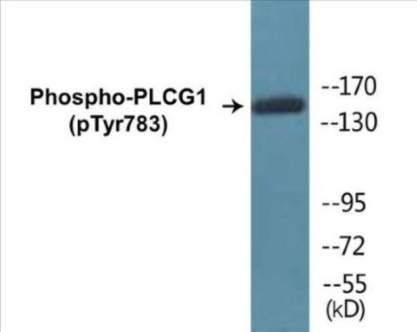 PLCG1 Phospho-Tyr783 Fluorometric Cell-Based ELISA Kit