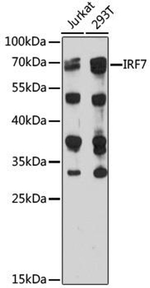 Immunology Antibodies 1 Anti-IRF7 Antibody CAB0159