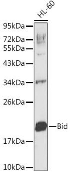 Cell Death Antibodies 1 Anti-Bid Antibody CAB0210