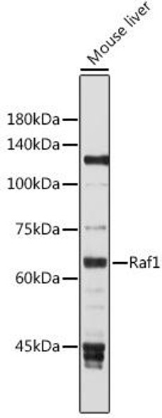 Cell Biology Antibodies 1 Anti-Raf1 Antibody CAB0223