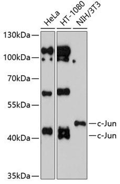 Epigenetics and Nuclear Signaling Antibodies 1 Anti-c-Jun Antibody CAB0246