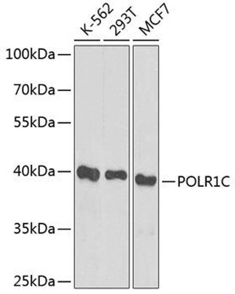 Epigenetics and Nuclear Signaling Antibodies 1 Anti-POLR1C Antibody CAB0269