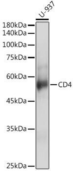 Immunology Antibodies 1 Anti-CD4 Antibody CAB0363