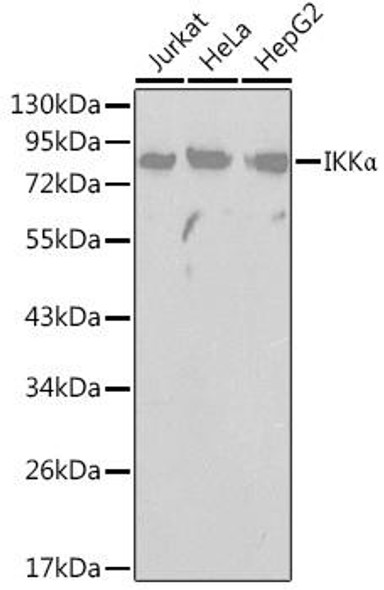 Cell Biology Antibodies 1 Anti-IKKAlpha Antibody CAB0423