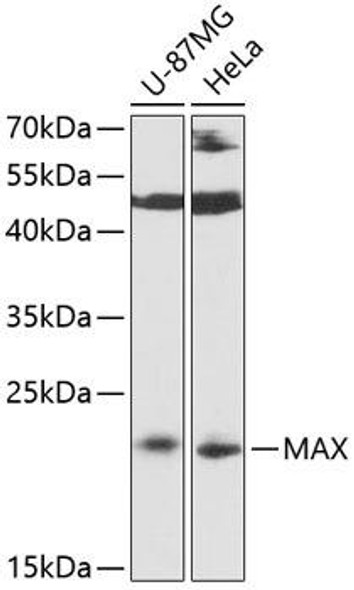 Epigenetics and Nuclear Signaling Antibodies 1 Anti-MAX Antibody CAB0580