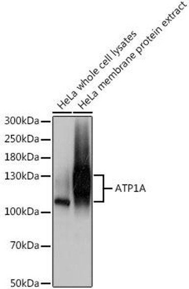 Signal Transduction Antibodies 3 Anti-ATP1A Antibody CAB0643