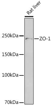 Cell Biology Antibodies 1 Anti-ZO-1 Antibody CAB0659