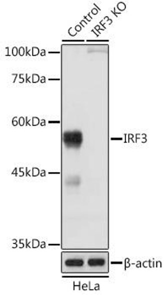 KO Validated Antibodies 1 Anti-IRF3 Antibody CAB0816KO Validated