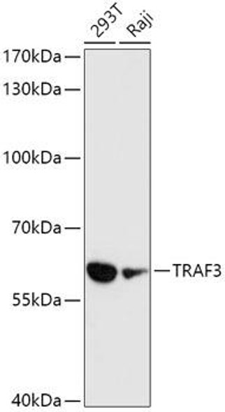 Cell Death Antibodies 1 Anti-TRAF3 Antibody CAB0875