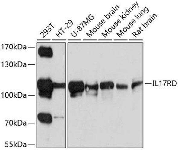 Cell Biology Antibodies 1 Anti-IL-17RD Antibody CAB10031