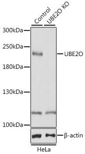KO Validated Antibodies 1 Anti-UBE2O Antibody CAB10036KO Validated