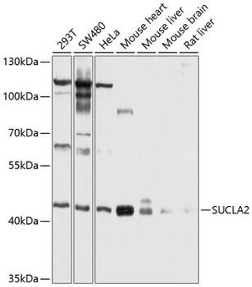 Metabolism Antibodies 1 Anti-SUCLA2 Antibody CAB10040