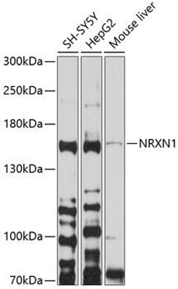 Cell Biology Antibodies 1 Anti-NRXN1 Antibody CAB10066