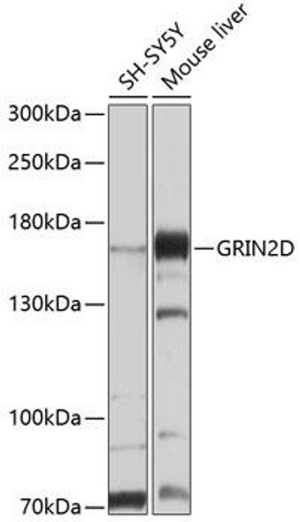 Signal Transduction Antibodies 1 Anti-GRIN2D Antibody CAB10080